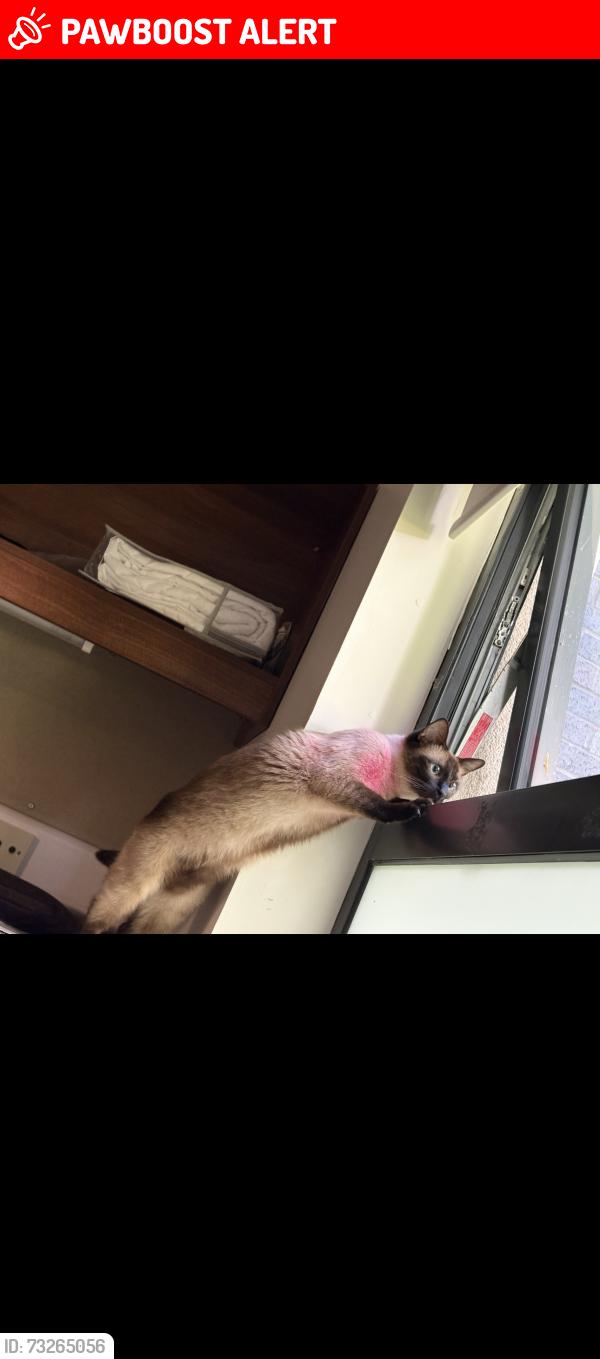 Lost Female Cat last seen stirling, Stirling, Scotland FK9 4NJ