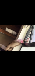 Lost Female Cat last seen stirling, Stirling, Scotland FK9 4NJ