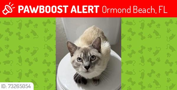 Lost Male Cat last seen Around Ormand Beach or Halifax Plantation area, Ormond Beach, FL 32174