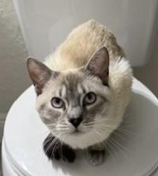 Lost Male Cat last seen Around Ormand Beach or Halifax Plantation area, Ormond Beach, FL 32174