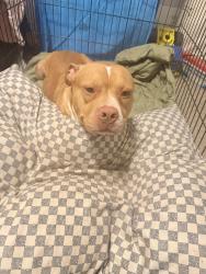 Lost Male Dog last seen Redan Trail, Stone Mountain, GA 30088