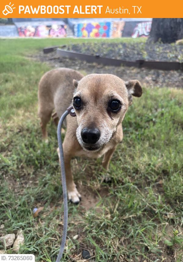 Found/Stray Male Dog last seen Elizabeth Street Cafe, Austin, TX 78704