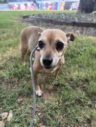 Found/Stray Male Dog last seen Elizabeth Street Cafe, Austin, TX 78704