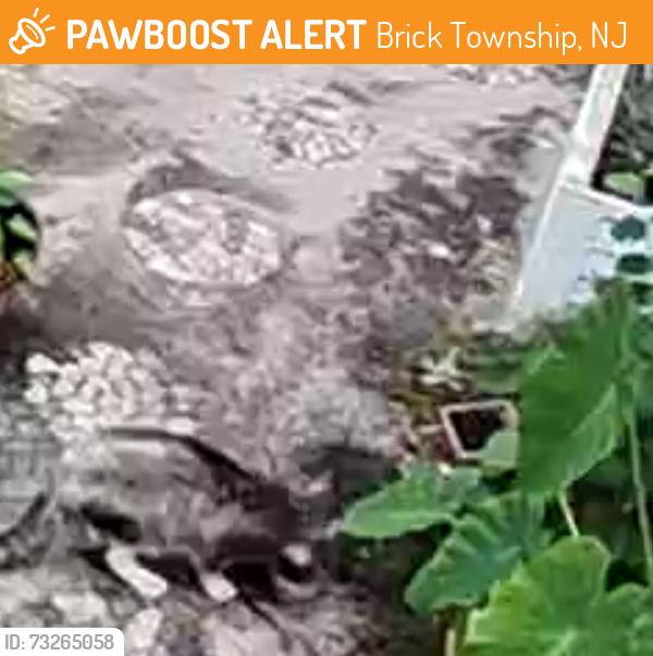 Found/Stray Unknown Cat last seen Regent Court, Brick Township, NJ 08723