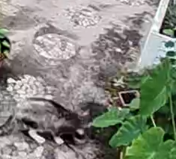 Found/Stray Unknown Cat last seen Regent Court, Brick Township, NJ 08723