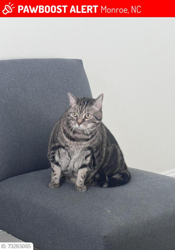 Lost Female Cat last seen Secrest shortcut, Monroe, NC 28110