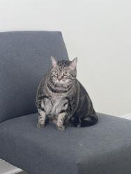 Lost Female Cat last seen Secrest shortcut, Monroe, NC 28110