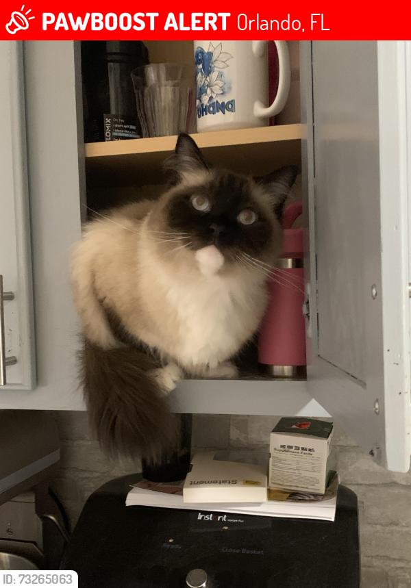 Lost Male Cat last seen J Lawson blvd, Orlando, FL 32824