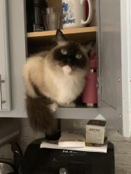 Lost Male Cat last seen J Lawson blvd, Orlando, FL 32824