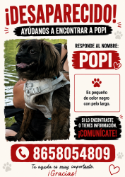 Lost Male Dog last seen Near Middlebrook pike, Knoxville, TN 37909