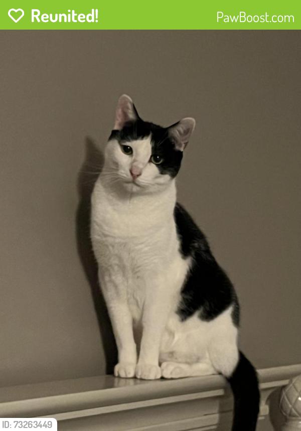 Reunited Male Cat last seen Weaver line and prospect st, Inman, SC 29349