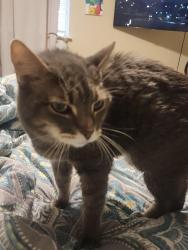 Lost Female Cat last seen Quick quack, Corpus Christi, TX 78414