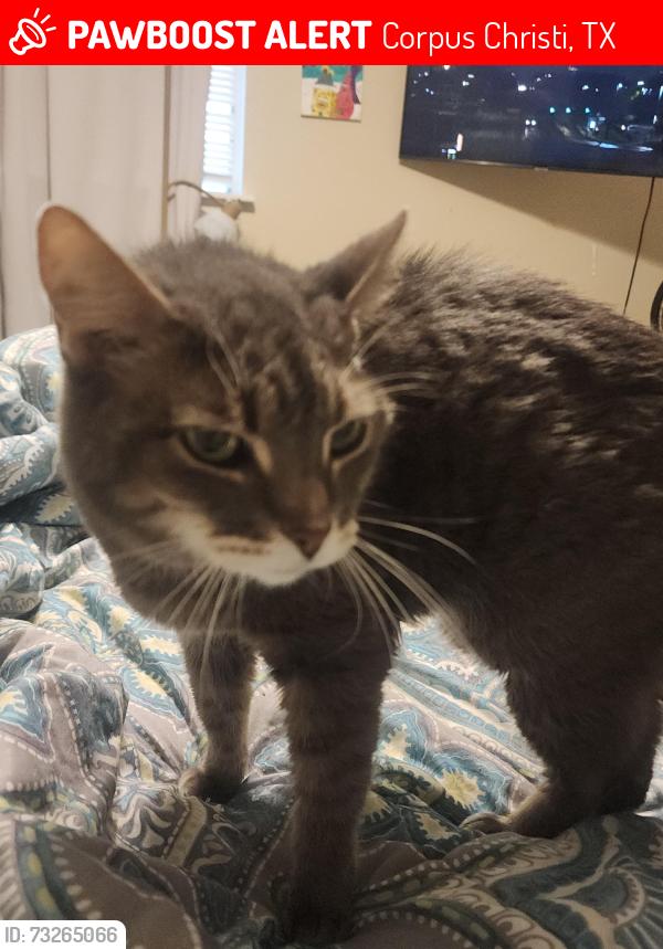 Lost Female Cat last seen Quick quack, Corpus Christi, TX 78414