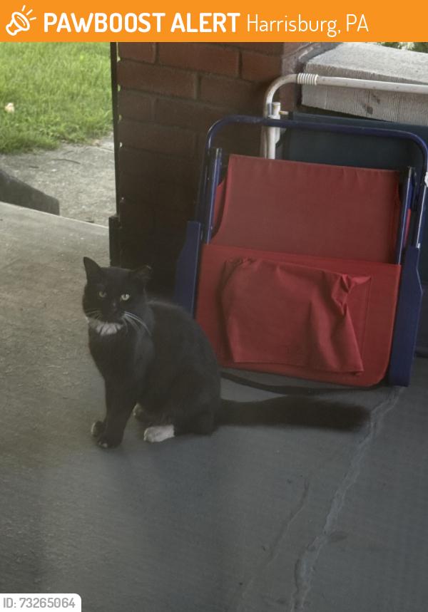 Found/Stray Unknown Cat last seen Uptown Harrisburg, Harrisburg, PA 17110