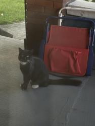 Found/Stray Unknown Cat last seen Uptown Harrisburg, Harrisburg, PA 17110