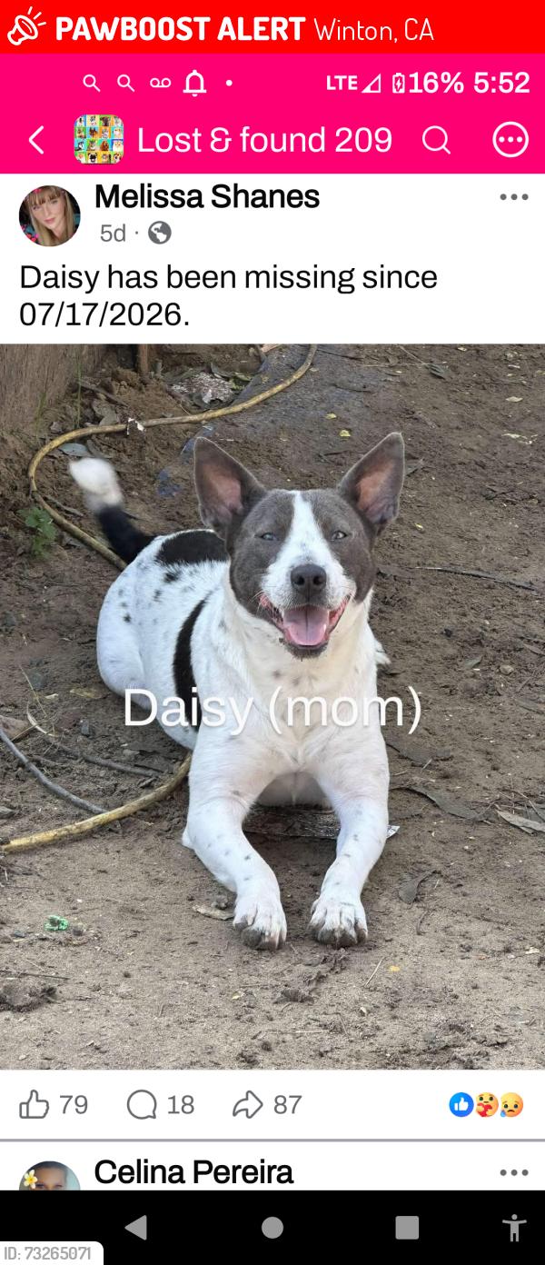 Lost Female Dog last seen Olive ave /winton way, Winton, CA 95388