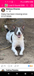 Lost Female Dog last seen Olive ave /winton way, Winton, CA 95388
