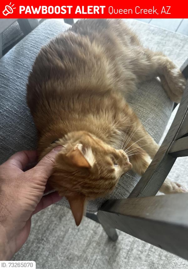 Lost Male Cat last seen 227th and East Stacey Rd, Queen Creek, AZ 85143