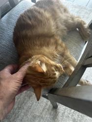 Lost Male Cat last seen 227th and East Stacey Rd, Queen Creek, AZ 85143