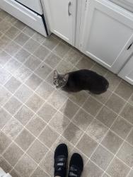 Lost Male Cat last seen e wright rd, Greenville, NC 27858