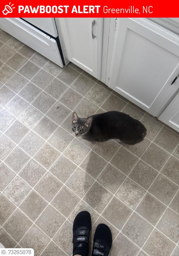 Lost Male Cat last seen e wright rd, Greenville, NC 27858