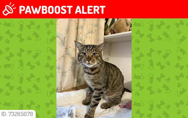 Lost Male Cat last seen high street fields, Milton-under-Wychwood, England OX7 6RQ
