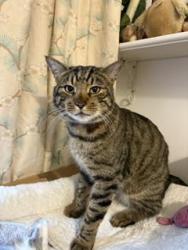 Lost Male Cat last seen high street fields, Milton-under-Wychwood, England OX7 6RQ