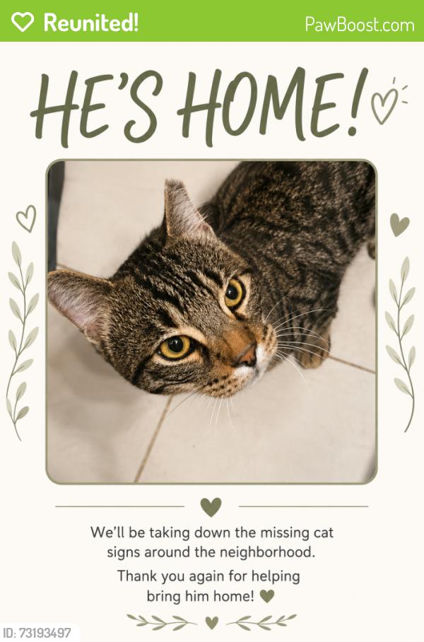 Reunited Male Cat last seen Mr. Discount store, Chicago, IL 60639