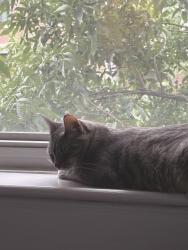 Reunited Male Cat last seen Near Willow Avenue, Hoboken, NJ 07030
