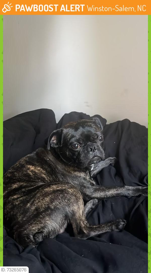 Found/Stray Male Dog last seen South Fork Elementary School, Winston-Salem, NC 27104
