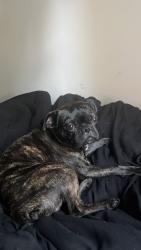Found/Stray Male Dog last seen South Fork Elementary School, Winston-Salem, NC 27104