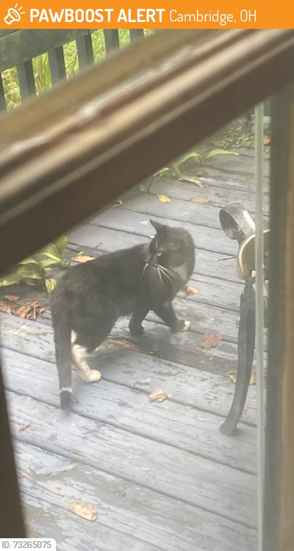 Found/Stray Unknown Cat last seen Old Twenty One Rd, Cambridge, OH 43725