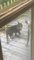 Found/Stray Unknown Cat last seen Old Twenty One Rd, Cambridge, OH 43725