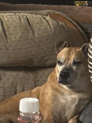 Reunited Female Dog last seen Near Phillies, Newell, WV 26050
