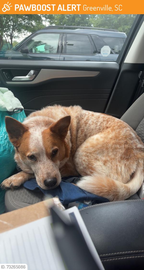 Found/Stray Male Dog last seen Maa Haywood apmts, Greenville, SC 29607