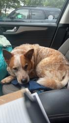 Found/Stray Male Dog last seen Maa Haywood apmts, Greenville, SC 29607
