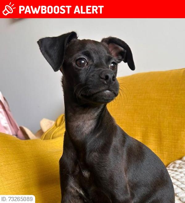 Lost Female Dog last seen Welcome break oxford, Waterstock, England OX33 1LJ