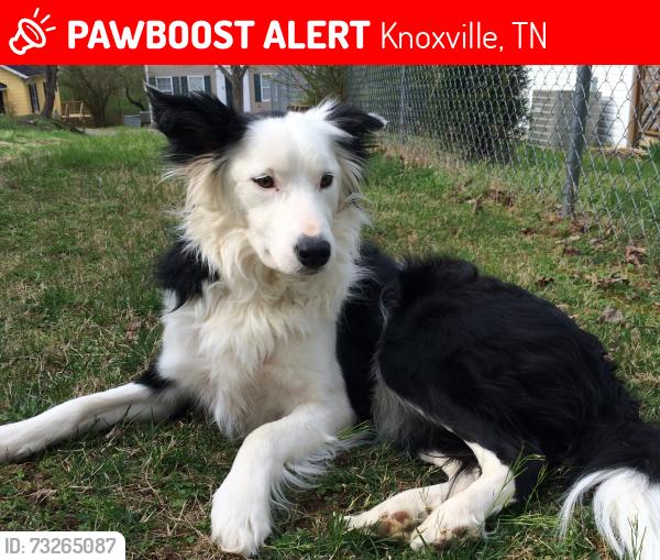 Lost Female Dog last seen Summer springs subdivision, Knoxville, TN 37931