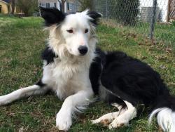 Lost Female Dog last seen Summer springs subdivision, Knoxville, TN 37931