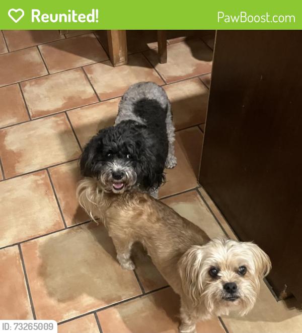 Reunited Female Dog last seen Wydewood drive and Neely ave, Midland, TX 79707