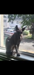 Reunited Male Cat last seen Riviera Lane and Legion st, Bellmore, NY, 11710, Bellmore, NY 11710