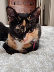 Reunited Female Cat last seen Ridgewood and Oakdale Rd, Roland Park Baltimore, Baltimore, MD 21210