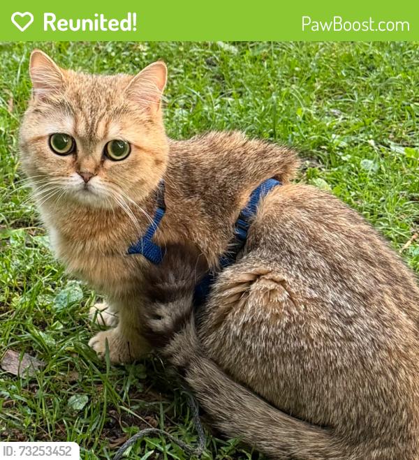 Reunited Female Cat last seen Near Block of E Dayton St., Madison, WI 53703