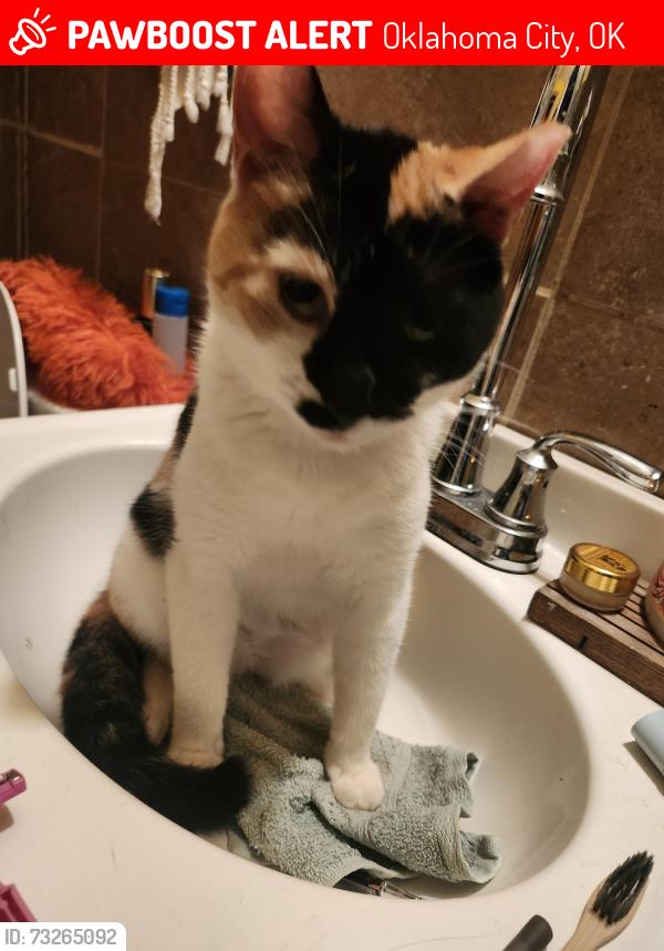 Lost Female Cat last seen Johnston, Oklahoma City, OK 73119
