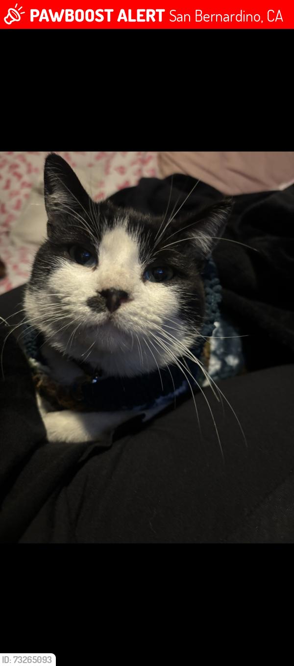 Lost Male Cat last seen El Cajon Pass, San Bernardino, CA 92407