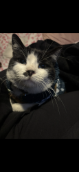 Lost Male Cat last seen El Cajon Pass, San Bernardino, CA 92407