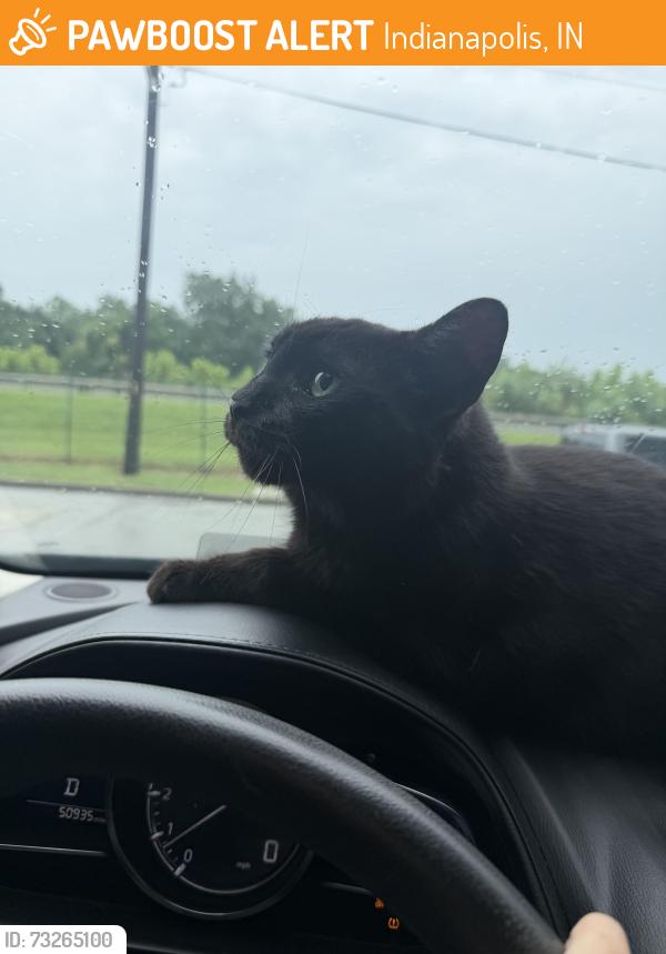 Found/Stray Male Cat last seen kessler and crittendin, Indianapolis, IN 46220
