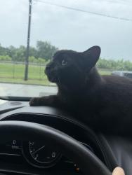 Found/Stray Male Cat last seen kessler and crittendin, Indianapolis, IN 46220