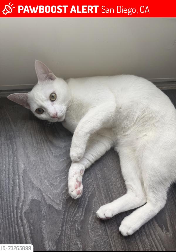 Lost Female Cat last seen Chatelain Ct, San Diego Ca, San Diego, CA 92123