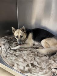 Shelter Stray Female Dog last seen HIGHWAY 190, 31078 LA-36, Lacombe, LA 70445, USA